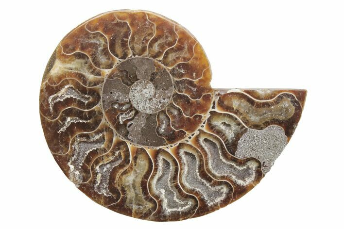 Cut & Polished Ammonite Fossil (Half) - Madagascar #223182